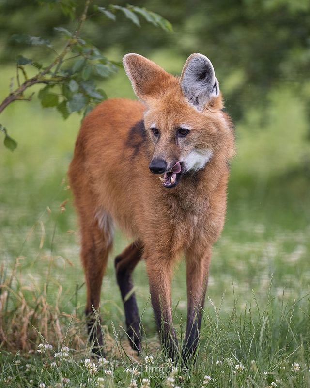 Гривистый волк (Maned wolf) - Волк, Гривистый Волк, Псовые, Дикие животные, Хищные животные, Зоопарк, Великобритания, Рыжие, Длиннопост