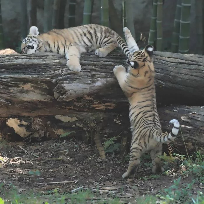 Well stop sleeping! - Tiger, Amur tiger, Tiger cubs, Big cats, Cat family, Predatory animals, Milota, Zoo, , Shizuoka, Japan, Wild animals, Tail, Kus
