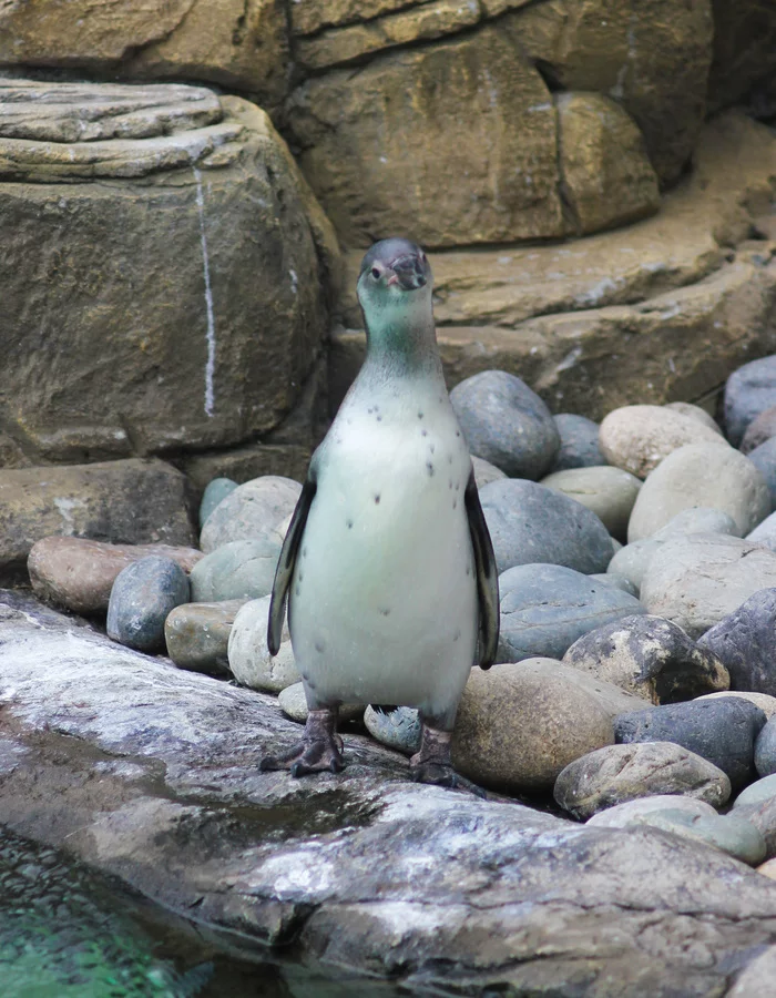 Inhabitants of the Novosibirsk Zoo - My, Animals, Zoo, Novosibirsk Zoo, Amateur photography, Longpost