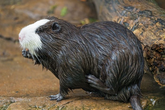 Nutria - Nutria, Rodents, Wild animals, Zoo, The photo, Longpost