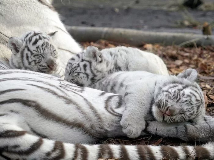 Three white heroes - Big cats, Cat family, Predatory animals, Milota, Zoo, Japan, Fluffy, Wild animals, , It Was-It Was, Triplets, Interesting, Longpost, Tiger, White tiger, Bengal tiger, Tiger cubs