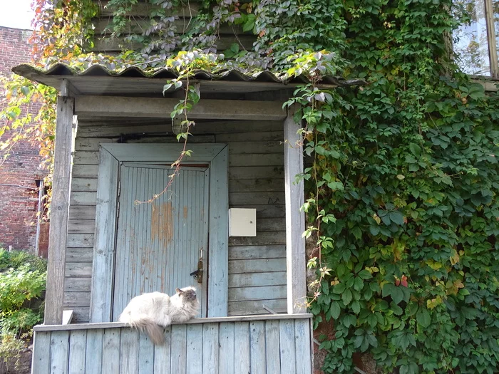 Contemplative cat. - My, cat, Summer, Relaxation, Contemplation, Meditation, Chillout, Vyborg, Video, The photo