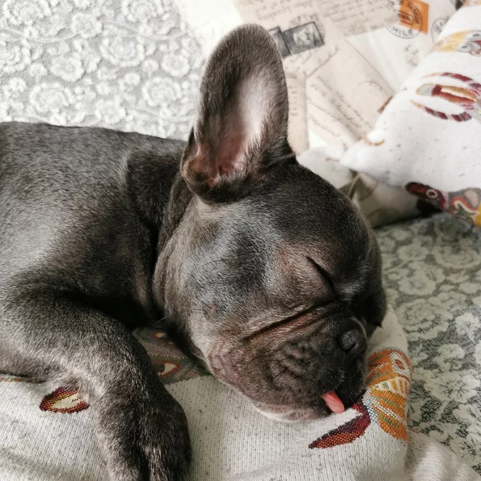 Reply to the post “Weary dogs-ba-ki are sleeping ...” Bulls are sleeping)) - My, Dog, Dream, Pets, French Bulldog