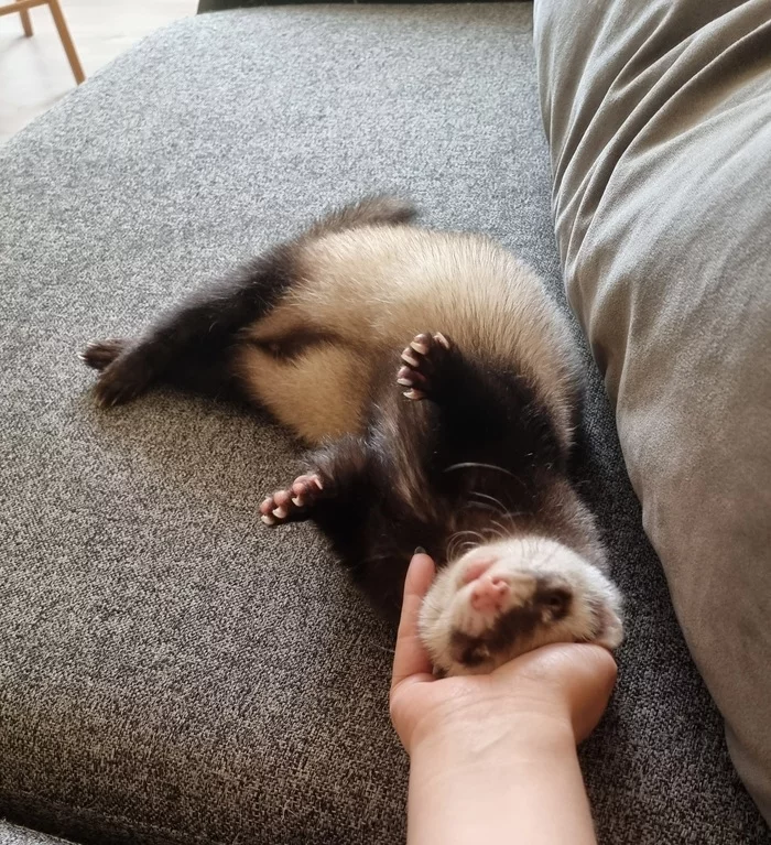 Did not work out :( - My, Ferret, Animals, The fall, Video, Longpost