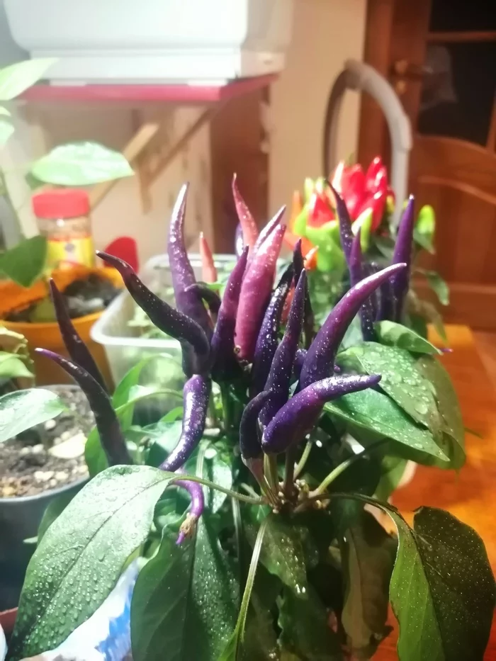 Capsicum, or decorative pepper - My, Hot peppers, Vegetable garden on the windowsill, Longpost