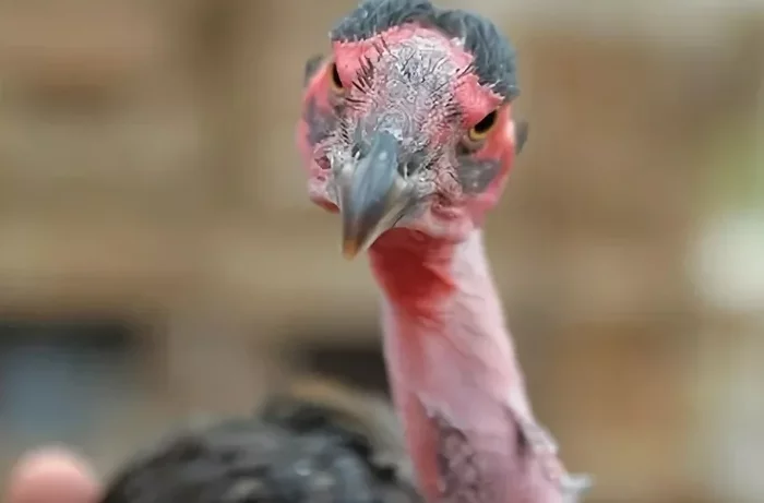 Madagascar hairless chickens: Their feathers turned into armor, and their claws into spears. Fighting cocks for fighting in the arena - Birds, Hen, Madagascar, Yandex Zen, Longpost, Animal book