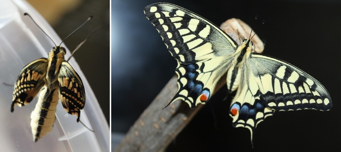 От куколки к бабочке в подробностях (Papilio machaon ussuriensis) Махаон, Фотография, Приморский край, Куколка, Длиннопост, Насекомые