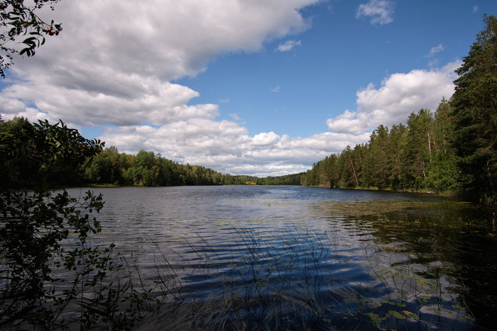 Озеро ястребиное Фотография, Озеро, Ястребиное озеро, Лес, Пейзаж, Длиннопост