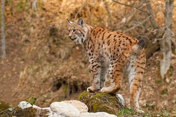 Lynx is a “graying” huntress: how the life of a big cat changes in autumn - Animals, Lynx, Nature, Yandex Zen, Longpost, Small cats, Cat family, Predatory animals, Wild animals