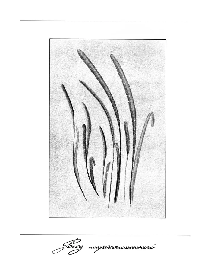 cattail broadleaf - My, Botanical illustration, Digital drawing, Botany, Drawing, Plants