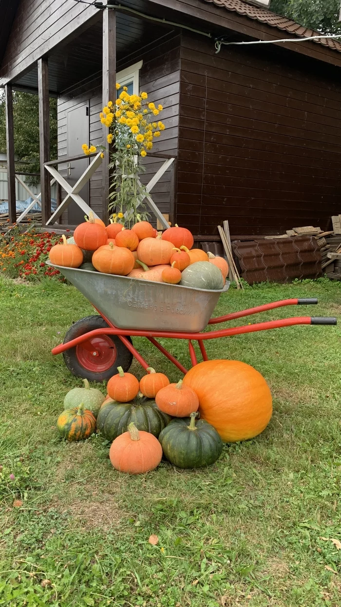 pumpkin harvest - My, Pumpkin, The photo, Dacha, Summer, Harvest, beauty