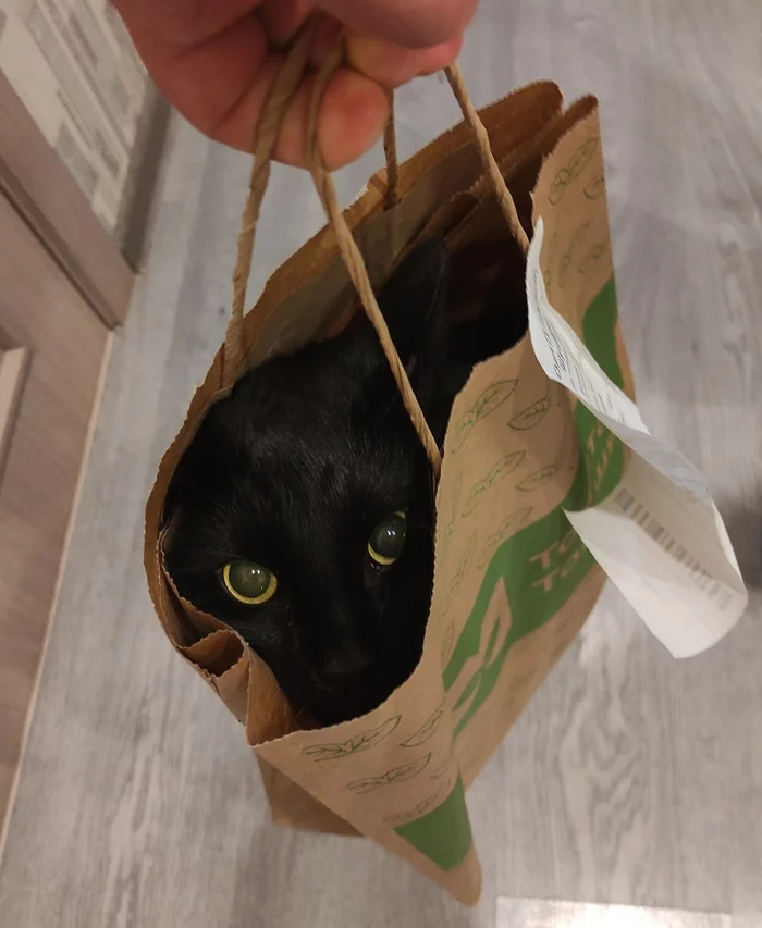 Delivery of cats - My, cat, Delivery, Package, Black cat, Paper bag, Pets