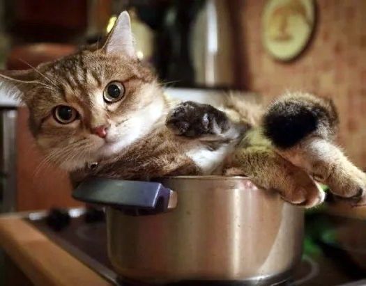 Then? And then - soup with a cat! - Humor, Kittens, cat