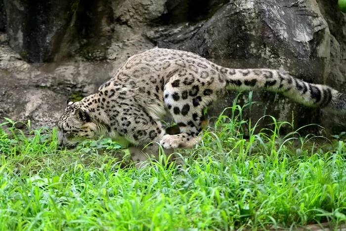 Emergency braking or Miracles on bends) - Snow Leopard, Big cats, Cat family, Predatory animals, Wild animals, Interesting, Zoo, Japan, Longpost, , Positive