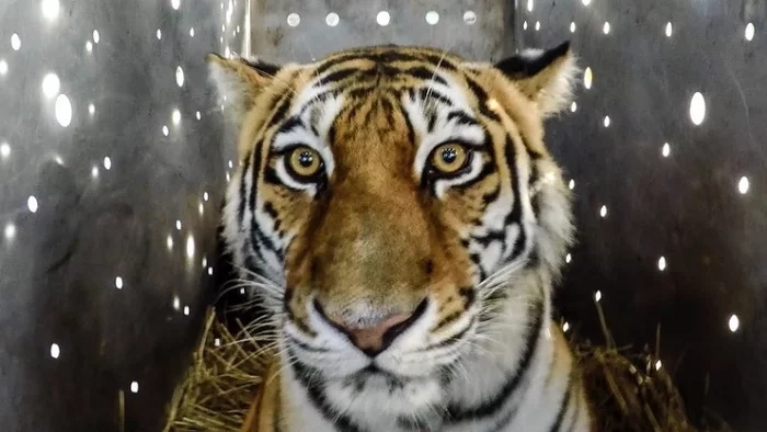 Meet Amba! - Tiger, Amur tiger, Names, Дальний Восток, Wild animals, Animal Rescue, Predatory animals, Big cats, , Cat family, Nickname, Vote