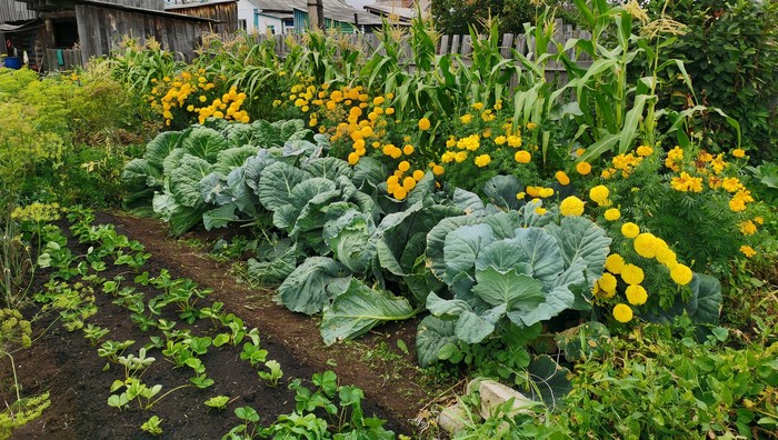 Земляника из усов. Пересадка рассады из стаканчиков