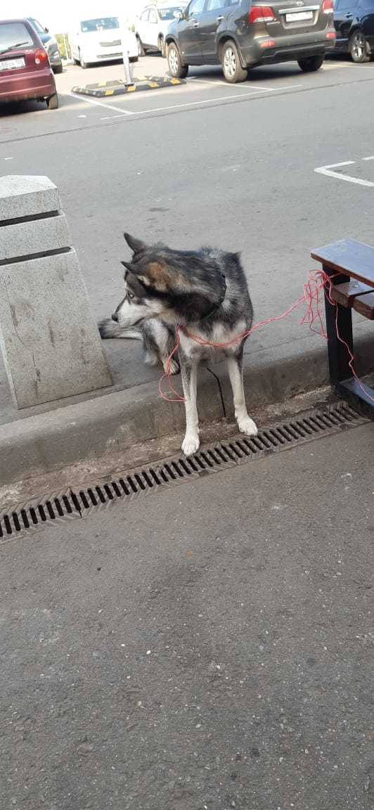 Москва. М.Царицыно прибежала собака с ошейником - Без рейтинга, Найдена собака, Поиск животных, Собака, Длиннопост