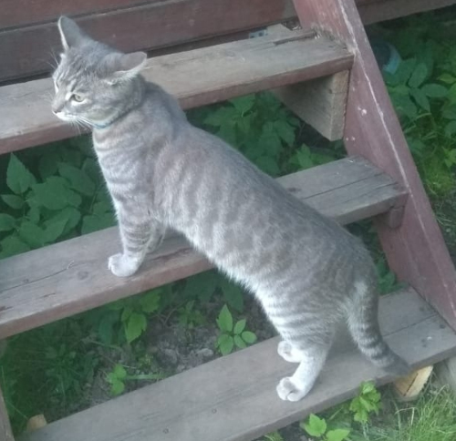 Help! Lost beloved cat - My, No rating, cat, The missing, Noginsk, Longpost, Lost cat