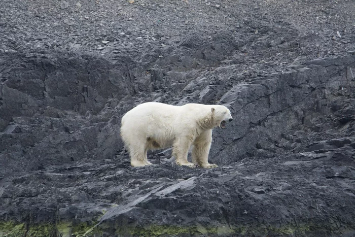 Magnificent polar bear against the backdrop of huge rocks - Polar bear, The Bears, Wild animals, Arctic, Far North, Novaya Zemlya Archipelago, wildlife, The national geographic, , The photo, The rocks, Animals, Predatory animals, beauty of nature, A harsh land, Arkhangelsk region, Longpost