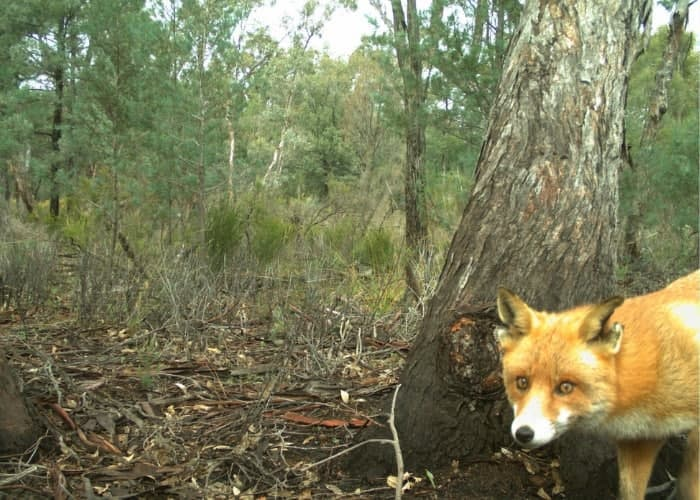 One single fox hinders reintroduction in Australian wildlife sanctuary - Australia, Fox, Reserves and sanctuaries