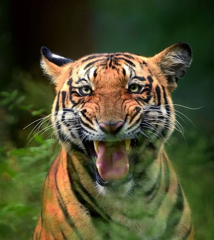 Smile, you say - Tiger, Big cats, Cat family, Predatory animals, Wild animals, wildlife, The photo, India
