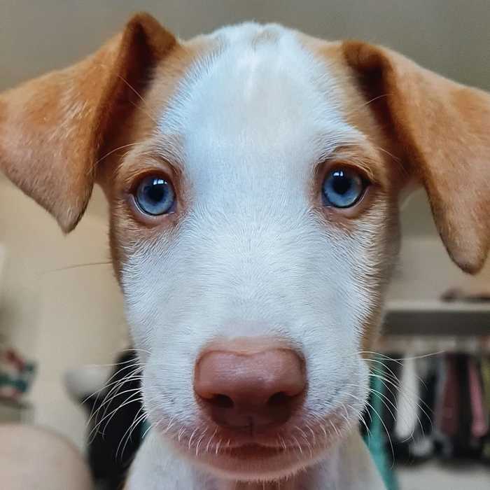 Who asked what Podenco Ibizenko puppies look like? - Podenko Ibitsenko, Dog, Puppies, Blue eyes, Longpost