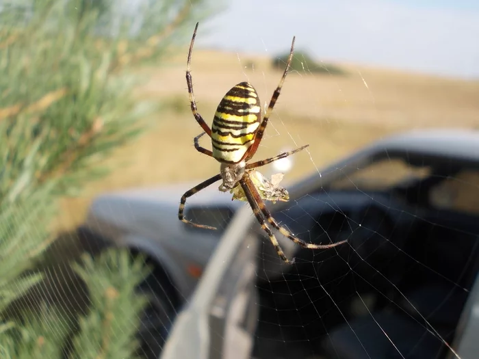 Argiope breakfast - My, Spider, Argiope Brunnich, The photo