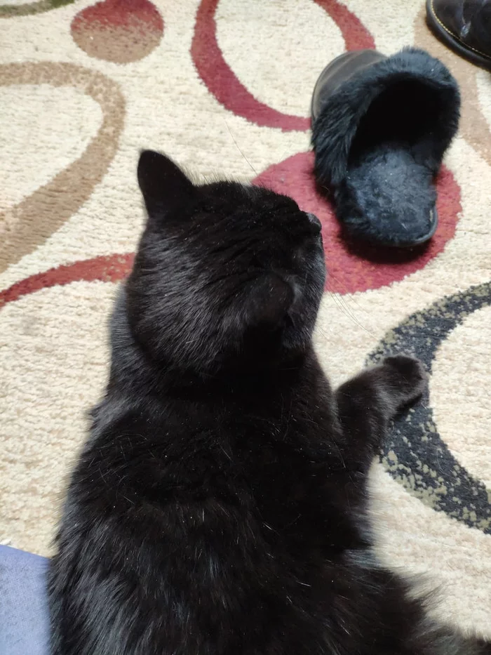 twin brothers - My, cat, Black cat, Fur, Slippers, Similarity