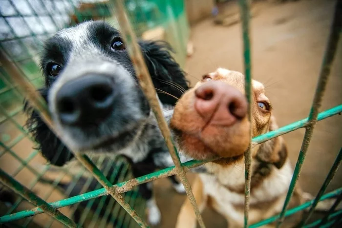 If you need a really loyal friend, look for him in a shelter - Dog, Animal shelter, Love, Animals, Images, Picture with text, Homeless animals, Longpost