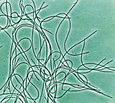 Special diet: true sun eaters - Longpost, Bacteria, The science, Nauchpop, Microbiology, cyanobacteria