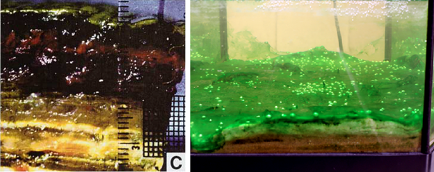 Special diet: true sun eaters - Longpost, Bacteria, The science, Nauchpop, Microbiology, cyanobacteria