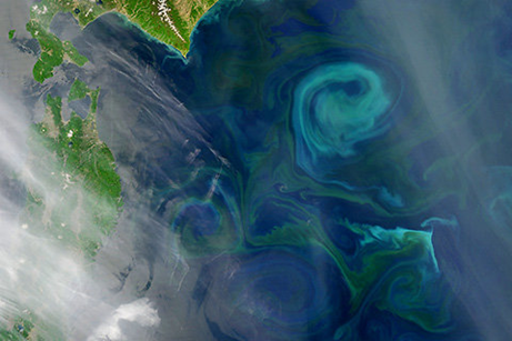 Special diet: true sun eaters - Longpost, Bacteria, The science, Nauchpop, Microbiology, cyanobacteria