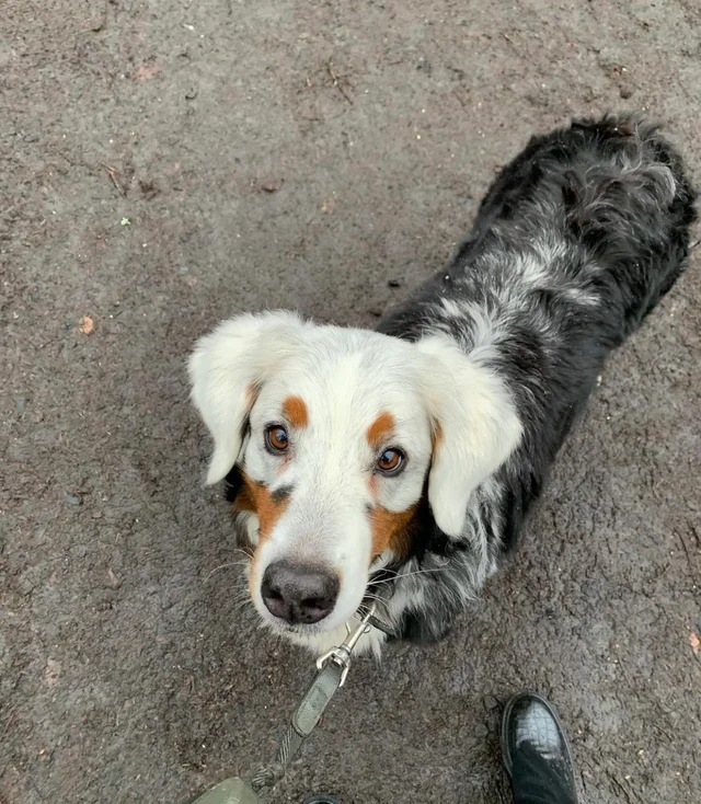 Meet Fanny, she has a rare condition that causes parts of her face and body to turn pale - Dog, Milota, The photo, Pets, Vitiligo, Bernese mountain dog