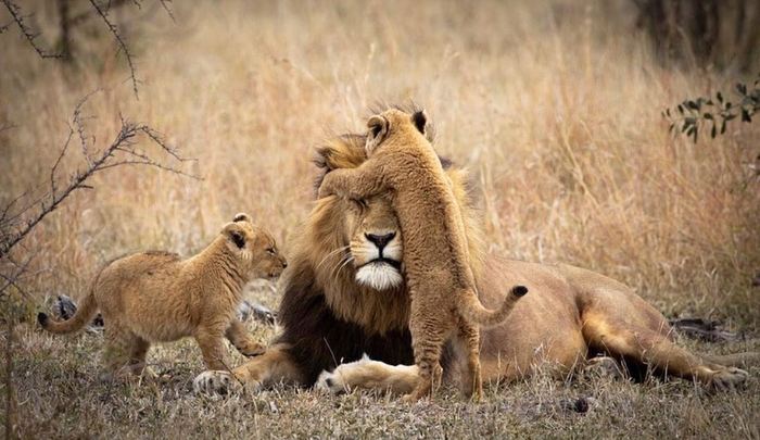 Dad, guess who? - a lion, Lion cubs, Big cats, Cat family, Predatory animals, Wild animals, wildlife, Kruger National Park, , South Africa, The photo, Milota, Young
