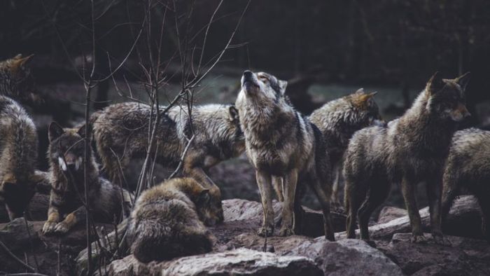 Scientists reveal whether wolves wag their tails - Wolf, Canines, Wild animals, Predatory animals, Interesting, Longpost