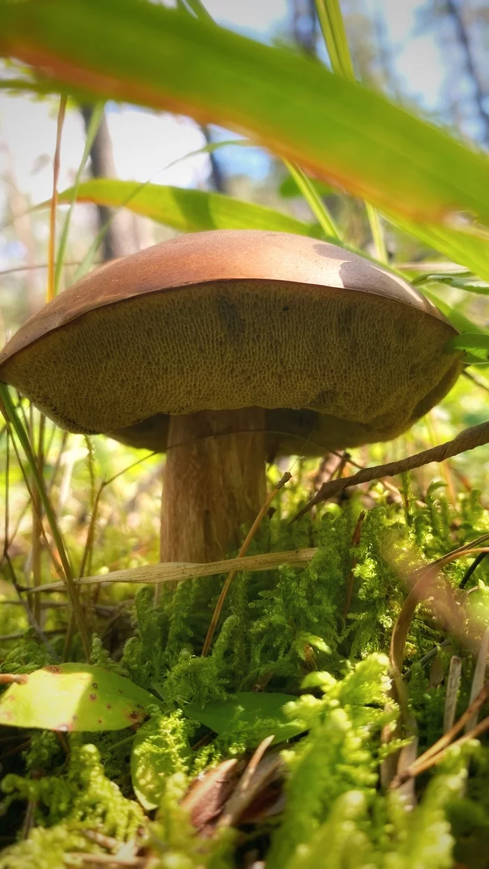 Bright colors of the last day of summer 2021 - My, Mushrooms, Forest, Lake, Summer, Longpost