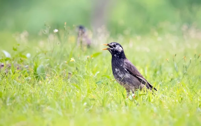 Gray starling on the lawn - My, Starling, Songbirds, The park