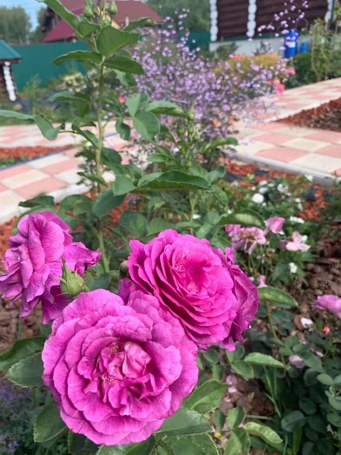 Violet Floribunda - Mysteries - My, the Rose, Floriculture, Dacha, Garden, Longpost