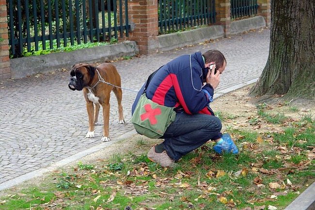 Confrontation - people without dogs vs those with dogs - Dog, Confrontation, Pets, Longpost