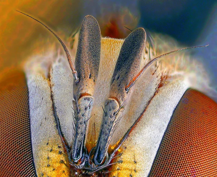 Fluffy fly antennae - My, Microfilming, Antenna, Муха, Insects, , Microscope