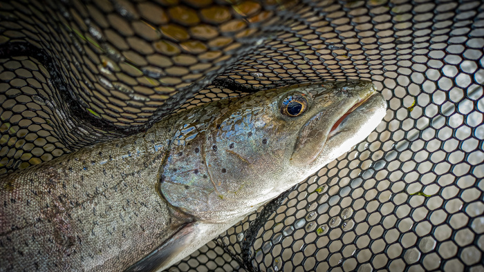 Неожиданный уральский подарок. Поймал Тайменя на реке Чусовая