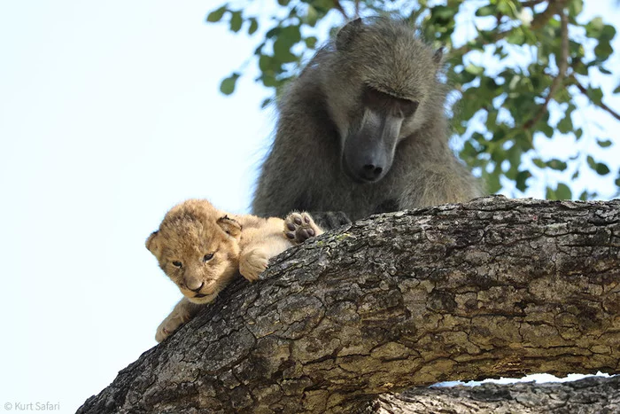 Baboon kidnaps a lion cub - Kruger National Park, South Africa, Baboon, Primates, Lion cubs, a lion, Cat family, Big cats, , Wild animals, wildlife, Sadness, Longpost