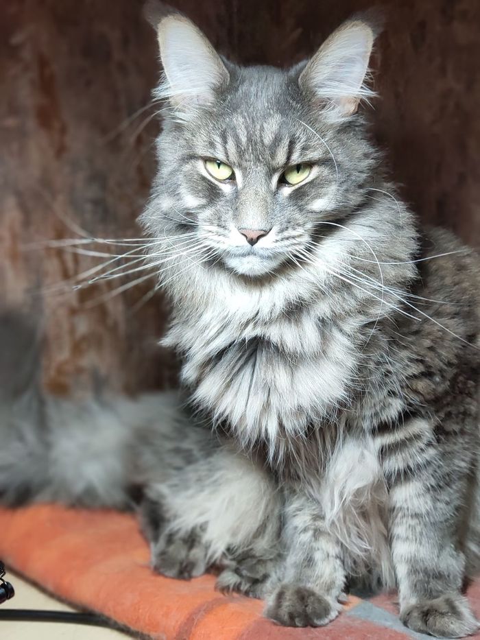 Котоламповость