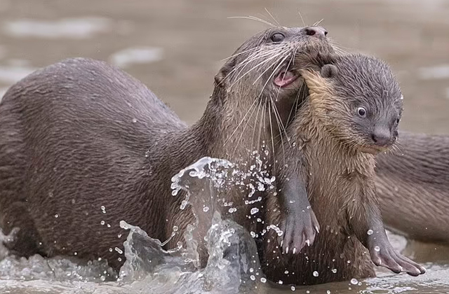 The organizers of the Comedy Wildlife Photography Awards have published the works of the finalists - Wild animals, The photo, Competition, Birds, Monkey, Pigeon, Gopher, Otter, , Starling, Interesting, wildlife, Longpost