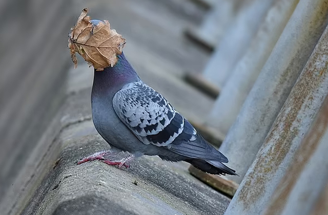 The organizers of the Comedy Wildlife Photography Awards have published the works of the finalists - Wild animals, The photo, Competition, Birds, Monkey, Pigeon, Gopher, Otter, , Starling, Interesting, wildlife, Longpost