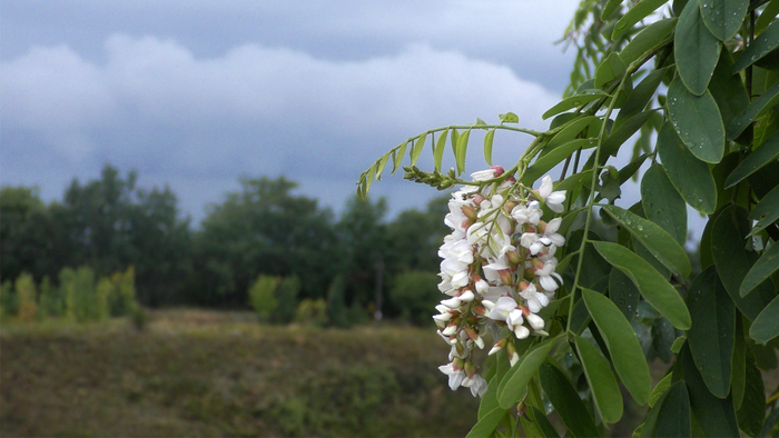 Белой  акации...