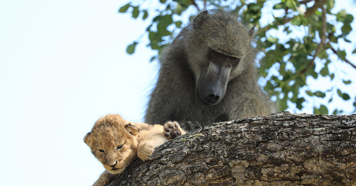 Baboon Eats Baby Gazelle Alive