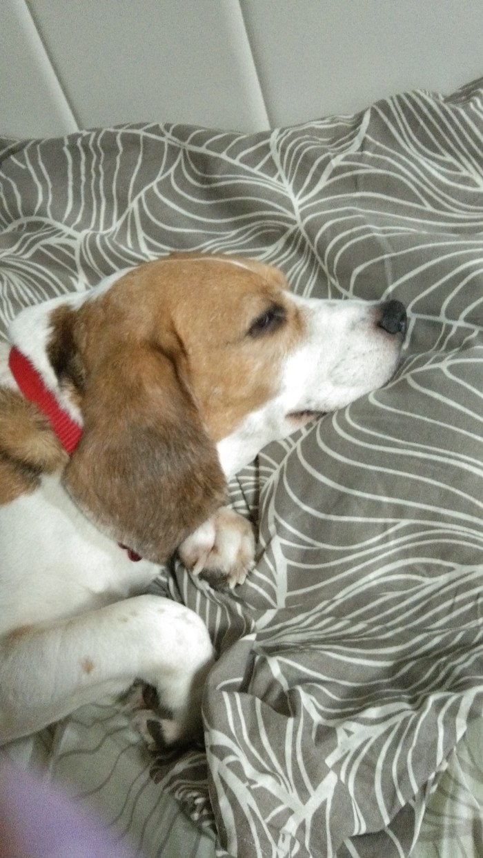 Пусть тебе будет тепло и сытно на радуге