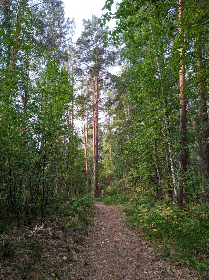 В догонку На пути - Моё, Лето, Лес