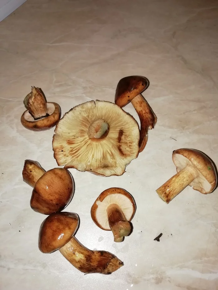 What kind of mushrooms? - My, Mushrooms, North